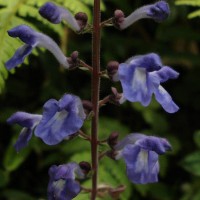 Scutellaria violacea var. violacea Heyne ex Benth.